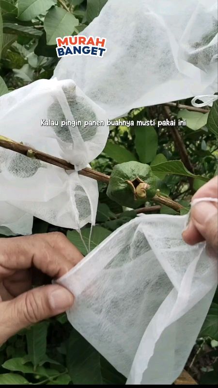 Pembungkus buah murcee#pembungkusbuah #pembungkusbuahmurah