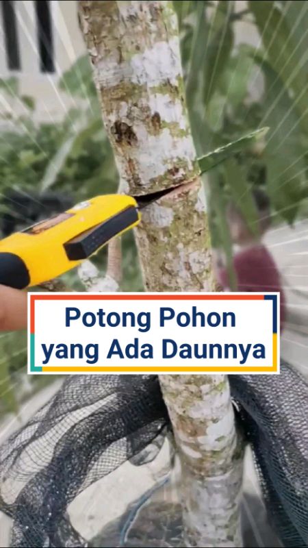 Bisa untuk potong pohon yg ada daunnya #gergajilipat #gergajikayu #DiskonRacunShopee #RacunShopee #GratisOngkirRP0 #ShopeeCOD #NggakNyesalBeliIni