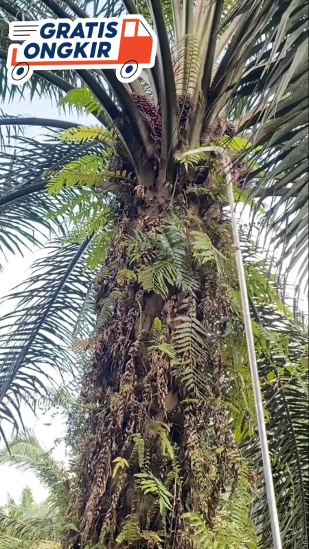 EGREK KLS PALMKING ULTRA NEW #original #malaysia #klspalmking #racunshope #semuaorang #pemirsa #fyp #fypdongggggggg #AkhirTahunPromo