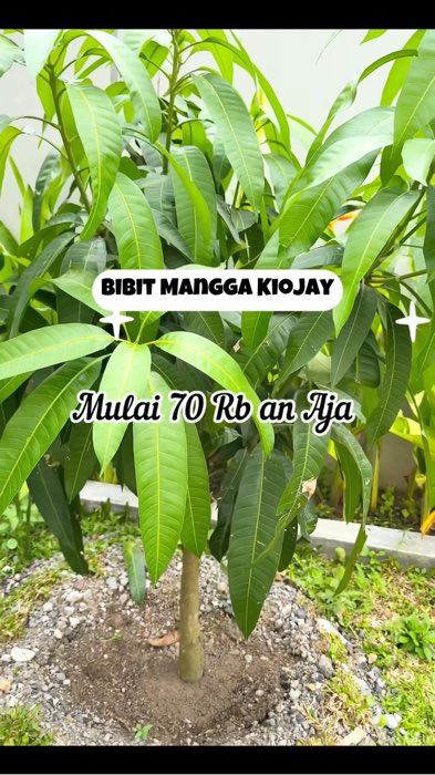 RacunShopee#DiskonRacunShopee#SpillRacunShopee#CashBack40Persen#Cashback50RB#SpillBawaBerkah#ViralShopeeVideo#GakNyeselBeliIni#fyp#bibitmanggakiojay
