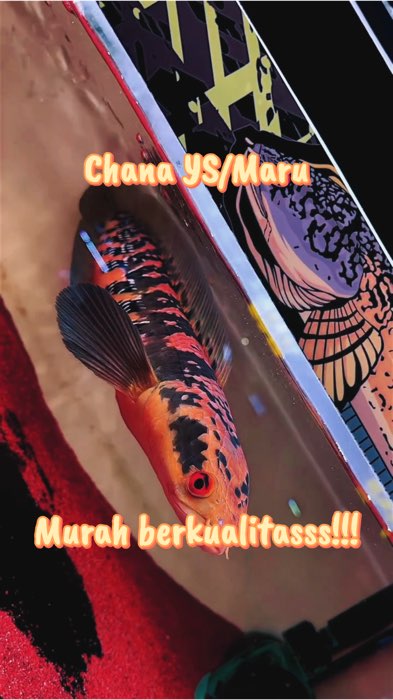 Ikan chana yellow sentarum/Maru #chana #chanaindonesia #ys #chanamaru #fyp #murahbanget #1212 #1212shopeebirthdaysale #11 #11shopeegajiansale #januari