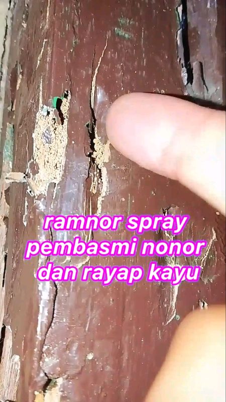 ramnor pembasmi nonor kayu dan rayap. #spraynonorkayu #pembasminonorkayu #nonorkayu #pembasmirayap #RacunShopee #ShopeeLook #ShopeeCOD