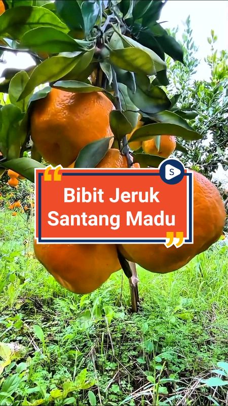 bibit jeruk santang madu #bibitjeruksantangmadu #petaniindonesia🇮🇩🇮🇩🇮🇩🌿🌿 #ShopeeCOD #ShopeeReview