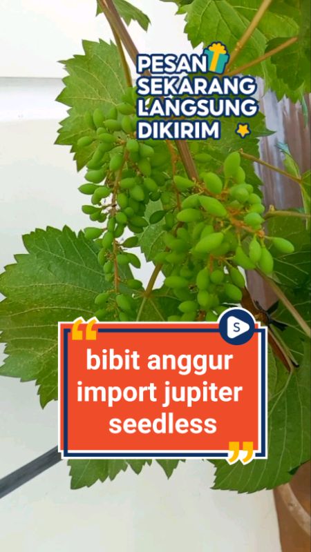 bibit anggur import jupiter #bibitanggur #RacunShopee #RacunShopeeCheck #DiskonRacunShopee #ShopeeLook #shopeevideo #ViralDiShopeeVideo