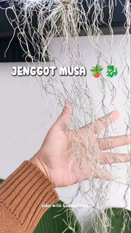 tanaman jenggot musa #tanamanjenggotmusa #tanamanjenggot #tanamanjenggotdewa #tanamangantung #tanamangantunghias #tanamangantungmurah