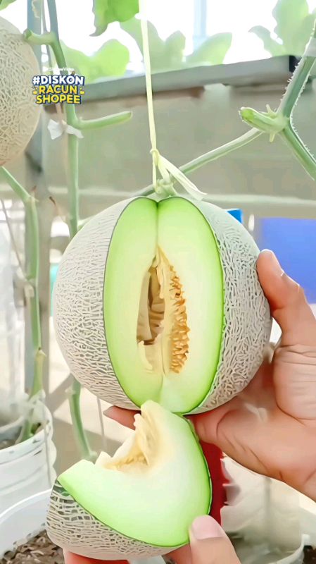 Benih Melon Unggulan #bibit #benihmurah #bibittanaman #DiskonRacunShopee #spillracunshope