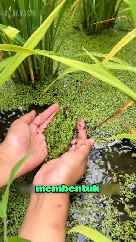 #azolla  #pakanayam #azolapakanalternatif #azolabibit #azollapakanunggas #Diskon50Persen #praktis