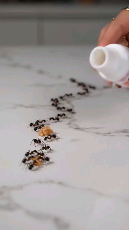 Refix #Refix #racunsemuttetes #racunsemutviral #racunsutmurah #racunsemutviral