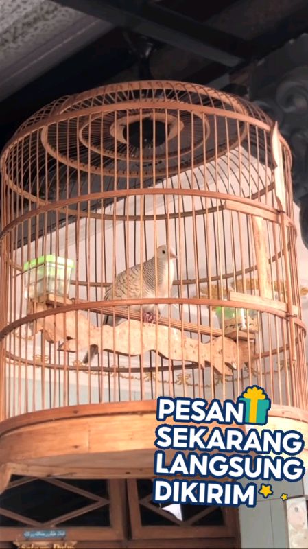 Perkutut Tuban jantan gacor, suara merdu, siap lomba & harian, harga murah kualitas mantap! #perkututmania #perkututlokalgacor #perkututgacor