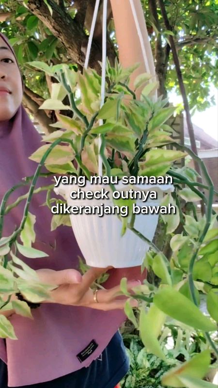 pot gantung, tebal awet #pottanaman #potgantung #potgantungmurah #potbungaplastik