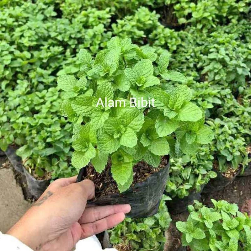 Bibit Mint Super Subur Siap Tanam (Beli 5 Gratis 1)