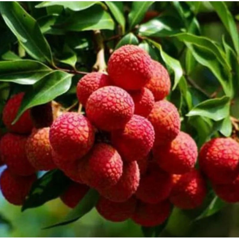 Bibit Leci Merah Tanpa Biji