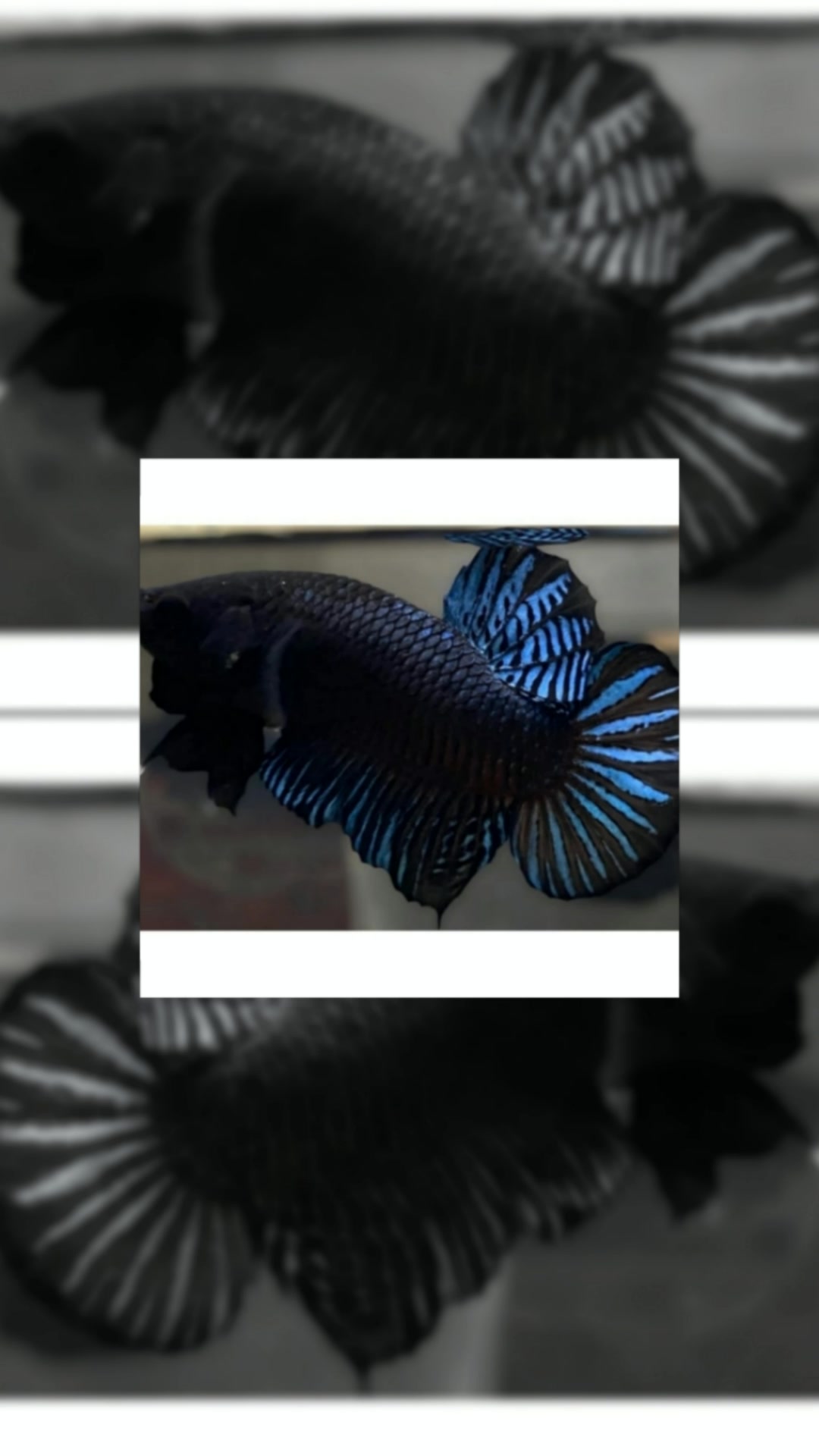 paket 25 ekor bag4n betta silang an super gacor super gembul super warna #RacunShopee #paketracunshopee #bettafish #hiasandirumah #hiasanairtawar