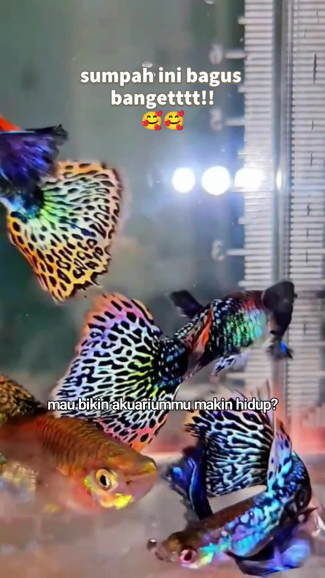 paket 10 pasang ikan guppy premium aquatic #paketti #paketiikanhias #paketiikankupu #paketiikanguppy #RacunShopee