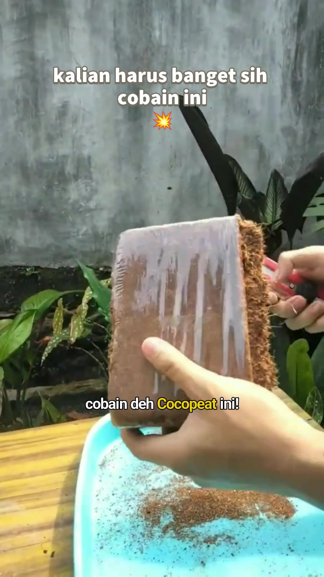 cocopeat #cocopeatmurah #cocopeatblok #mediatanam #tanamanhias #RacunShopee #DiskonRacunShopee #SpillRacunShopee #ViralDiShopeeVideo #GratisOngkirRP0