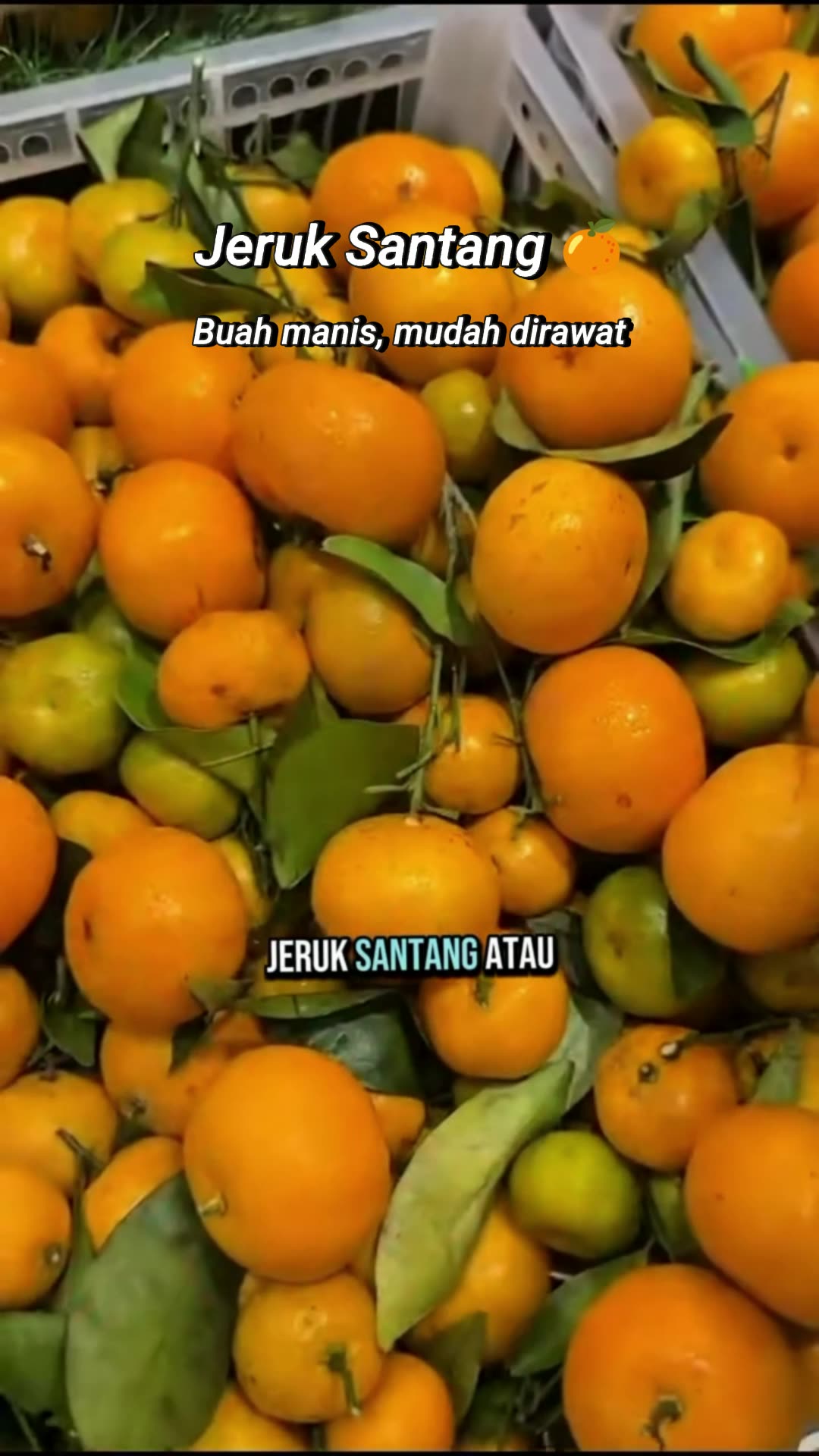 #RacunShopee #DiskonRacunShopee #ViralDiShopeeVideo #GratisOngkirRP0 #bibitjeruk #bibitjeruksantang #jeruksantang