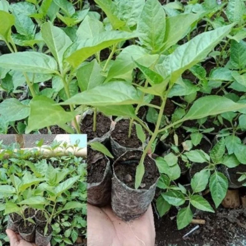 Bibit Cabe Rawit Setan Siap Tanam