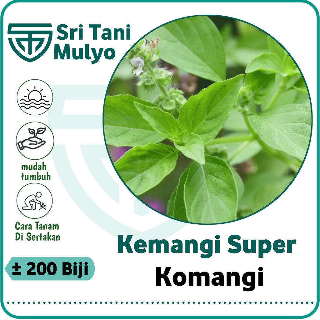 Benih KEMANGI Lalap Super Berkwalitas - Bibit Sayuran - Benih Sayuran Basil Lemon Bibit Kemangi