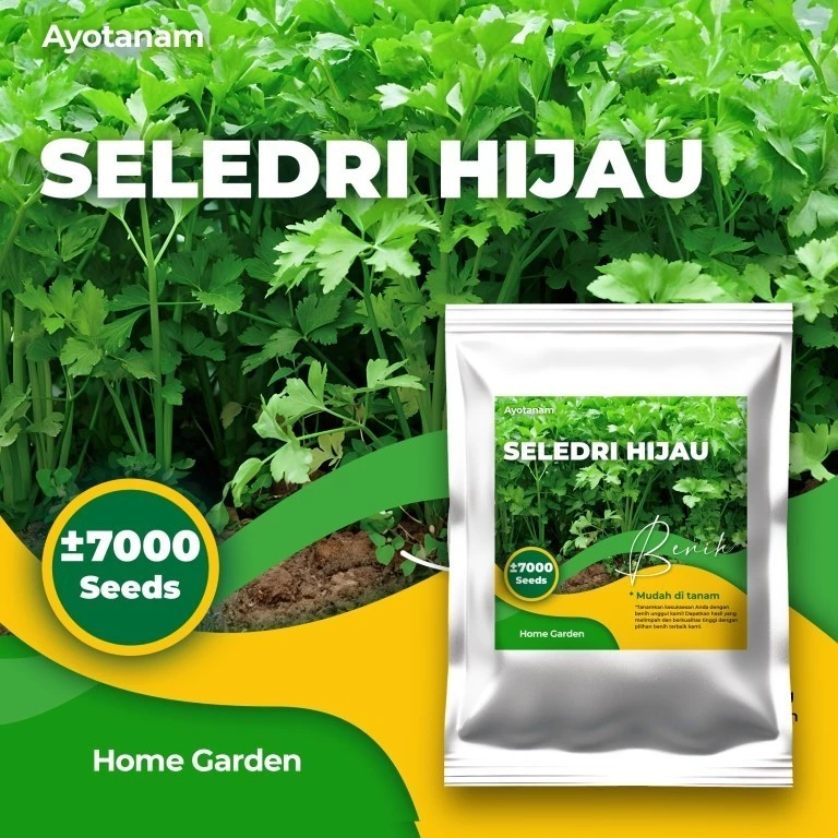 Benih Seledri Hijau isi ± 7000 Benih